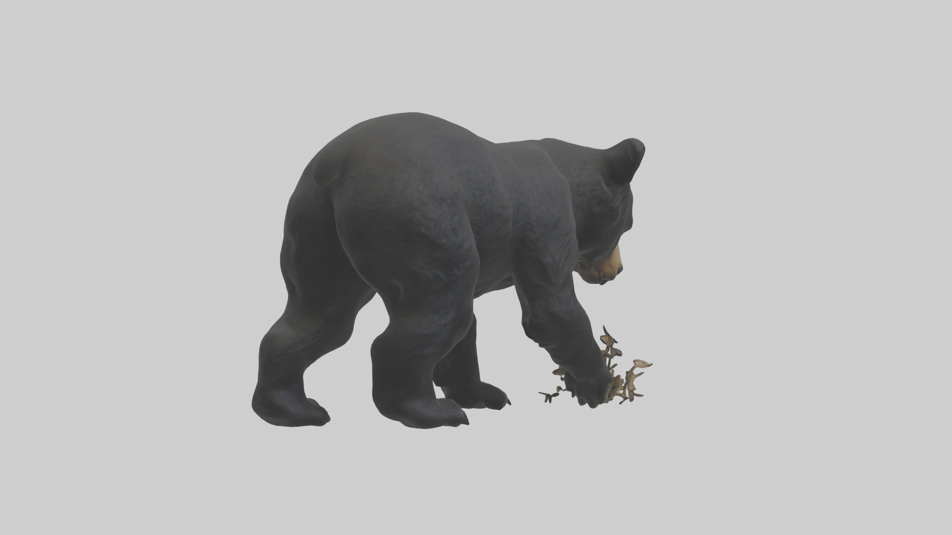Black Bear cub exploring model 3D model_2