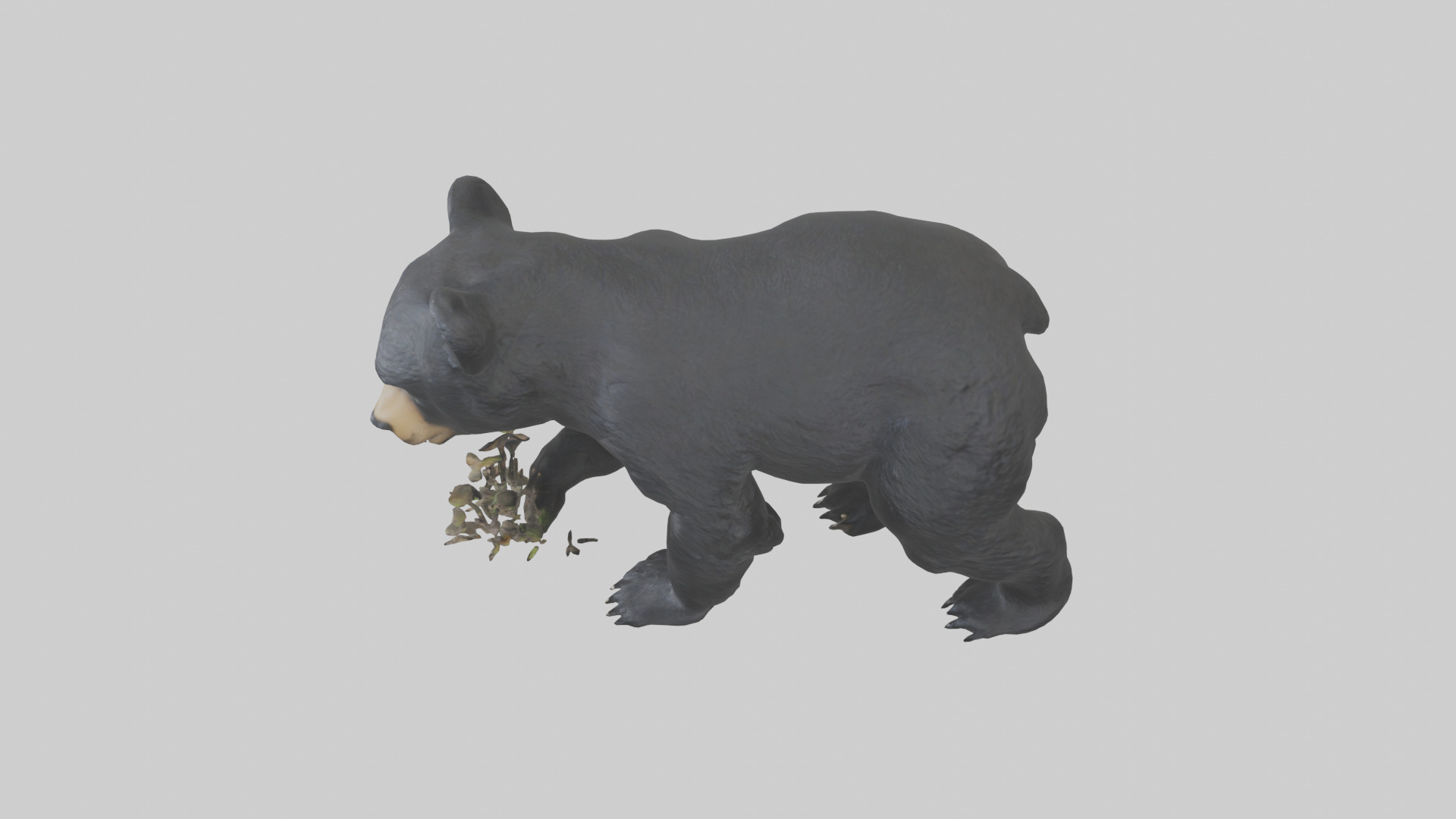 Black Bear cub exploring model 3D model_17