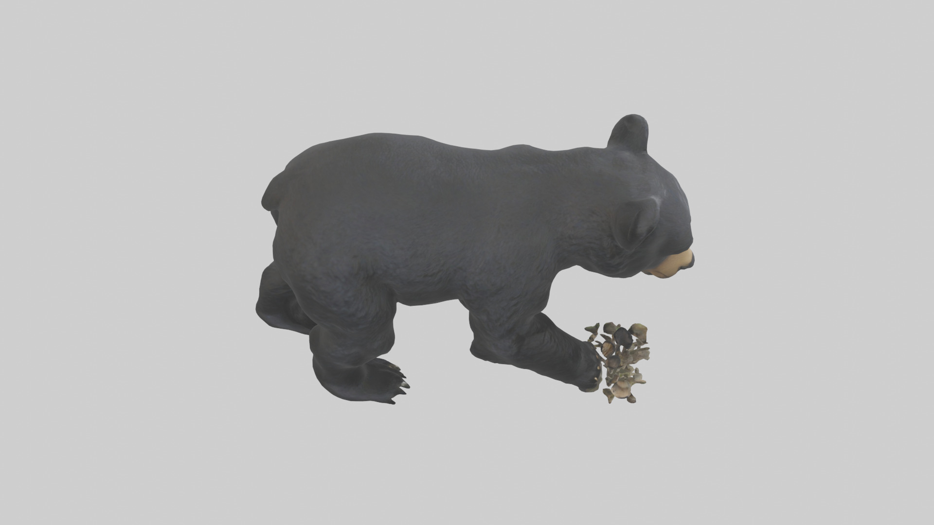 Black Bear cub exploring model 3D model_18