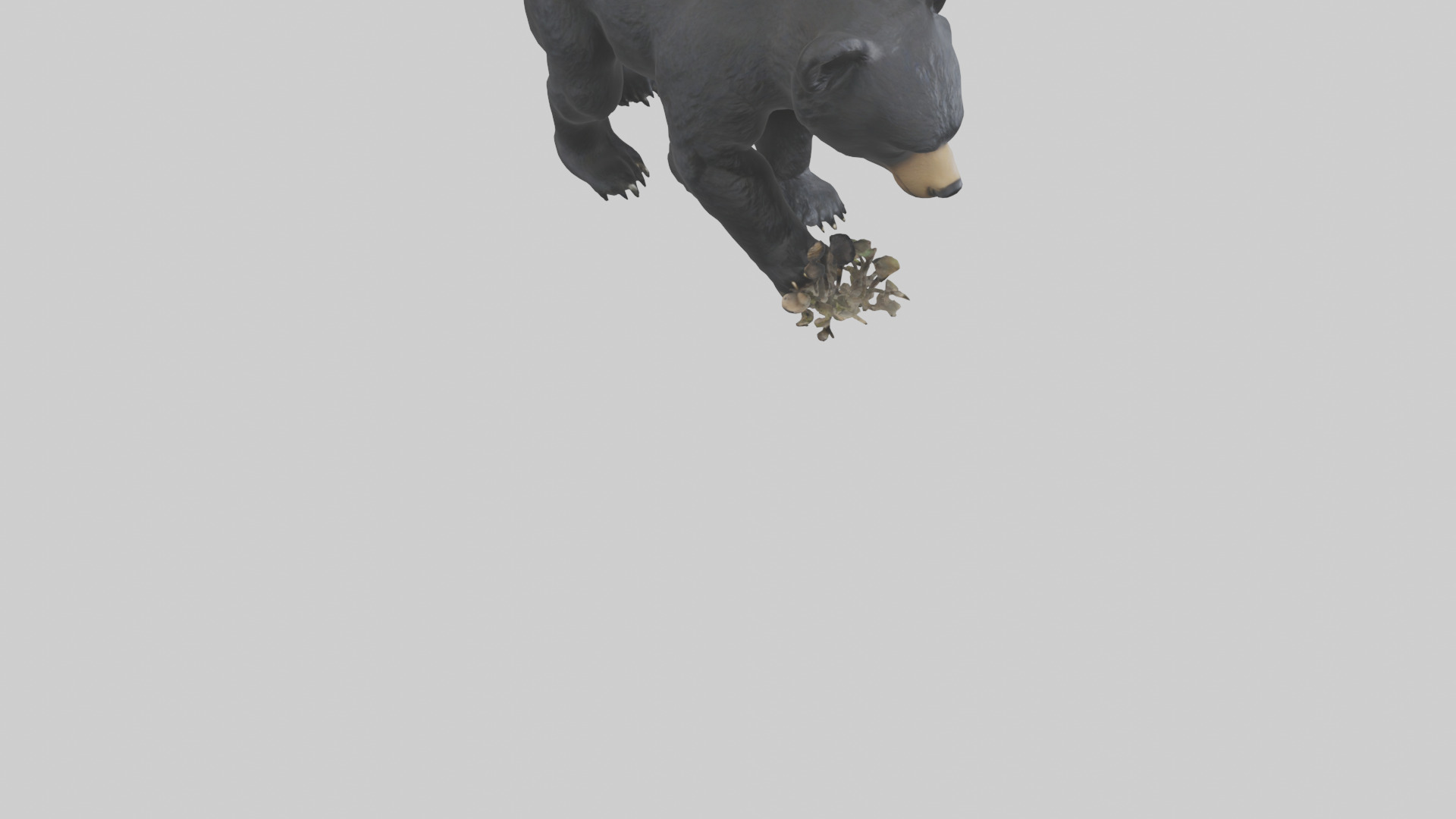 Black Bear cub exploring model 3D model_6