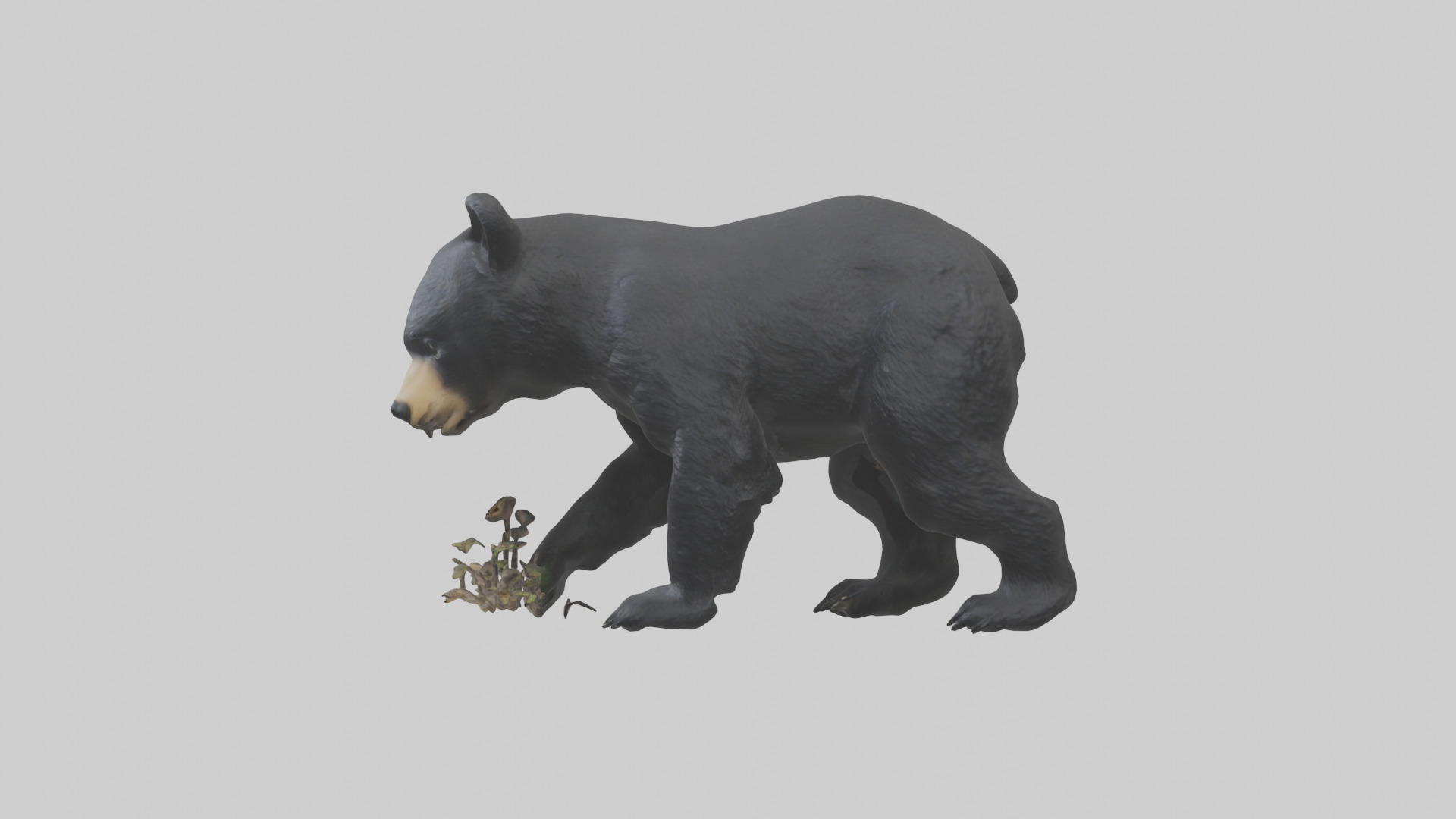 Black Bear cub exploring model 3D model_12