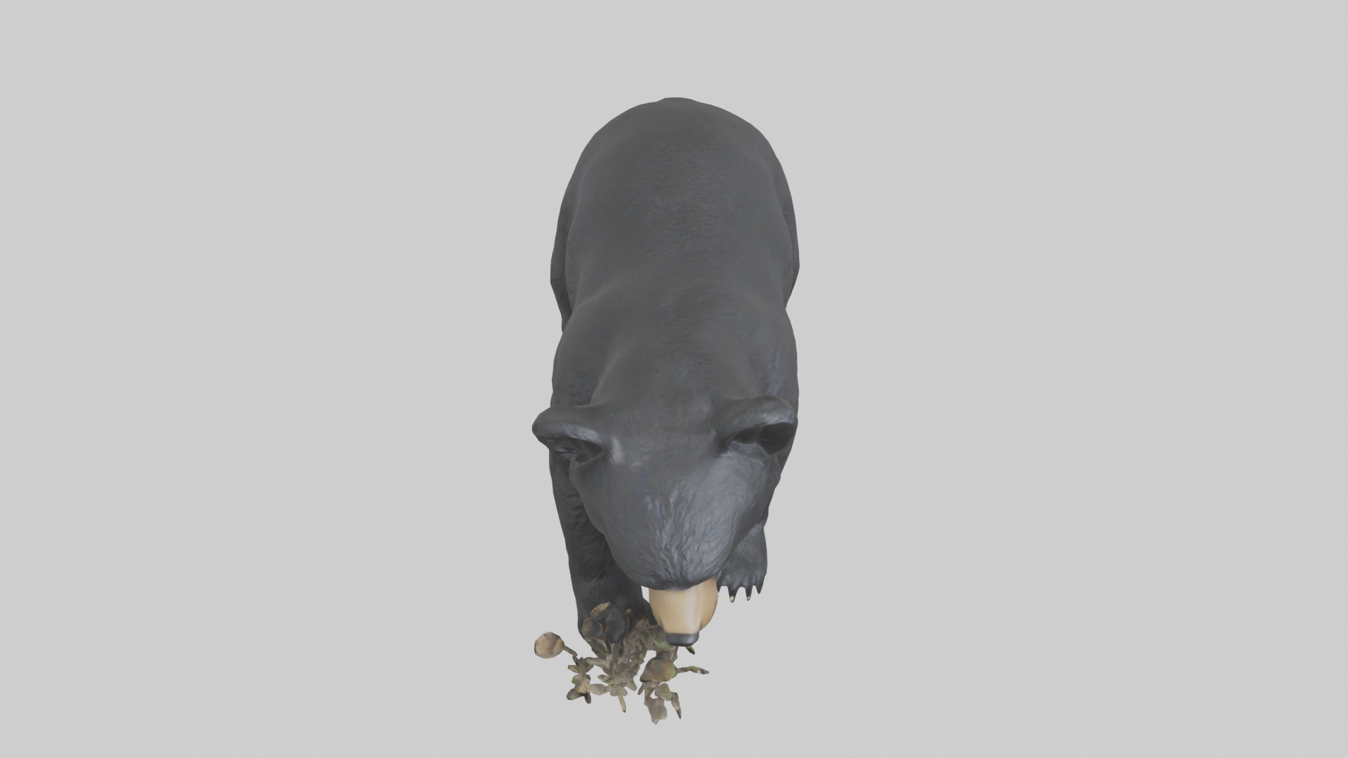 Black Bear cub exploring model 3D model_16