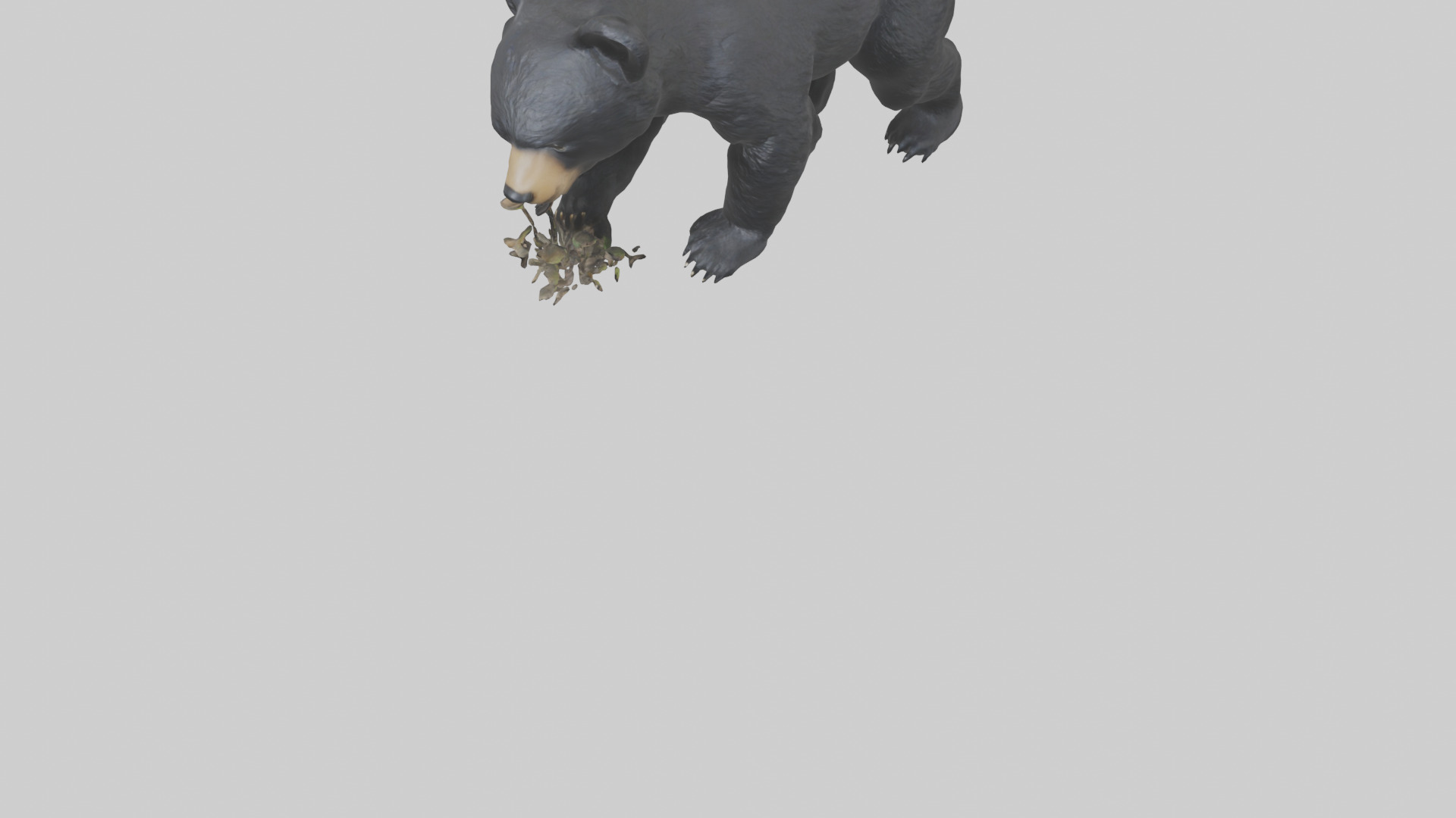 Black Bear cub exploring model 3D model_5