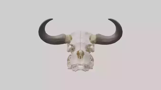 Bison Skull Skeleton model 2