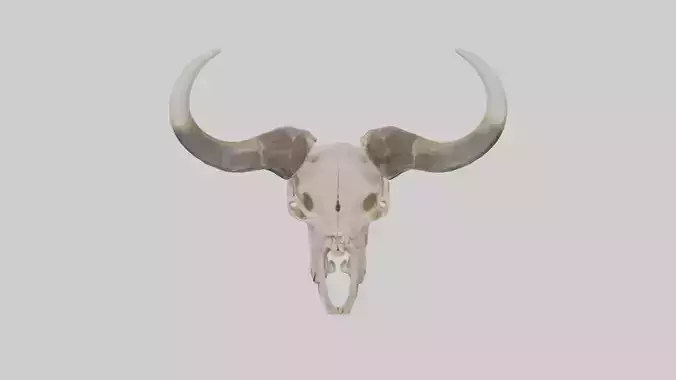 Bison Skull Skeleton model