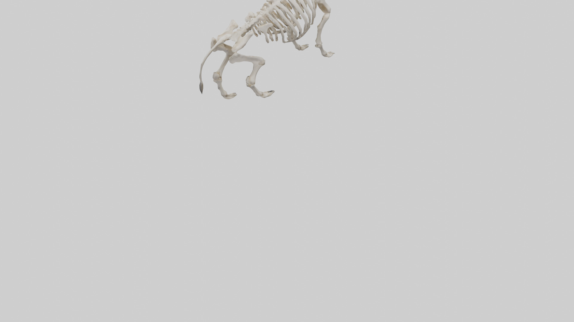 Bison Skeleton model 3D model_3