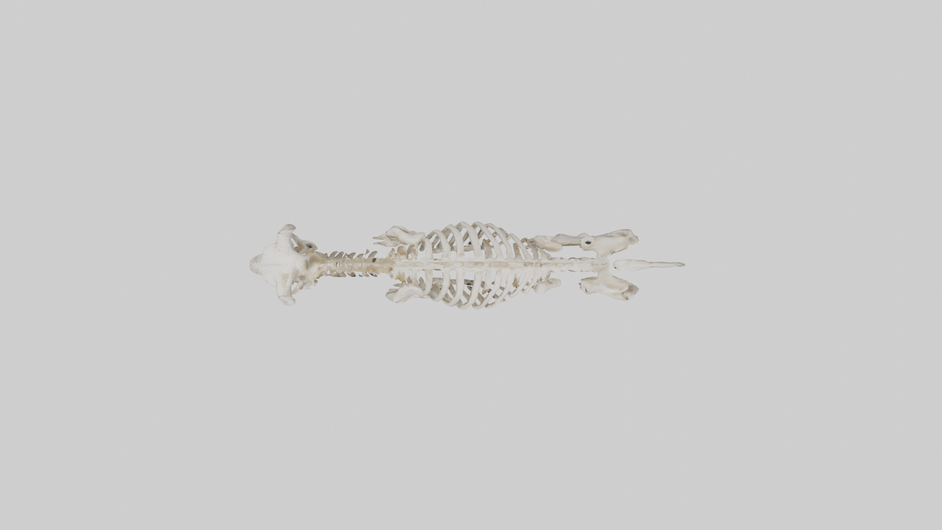 Bison Skeleton model 3D model_14