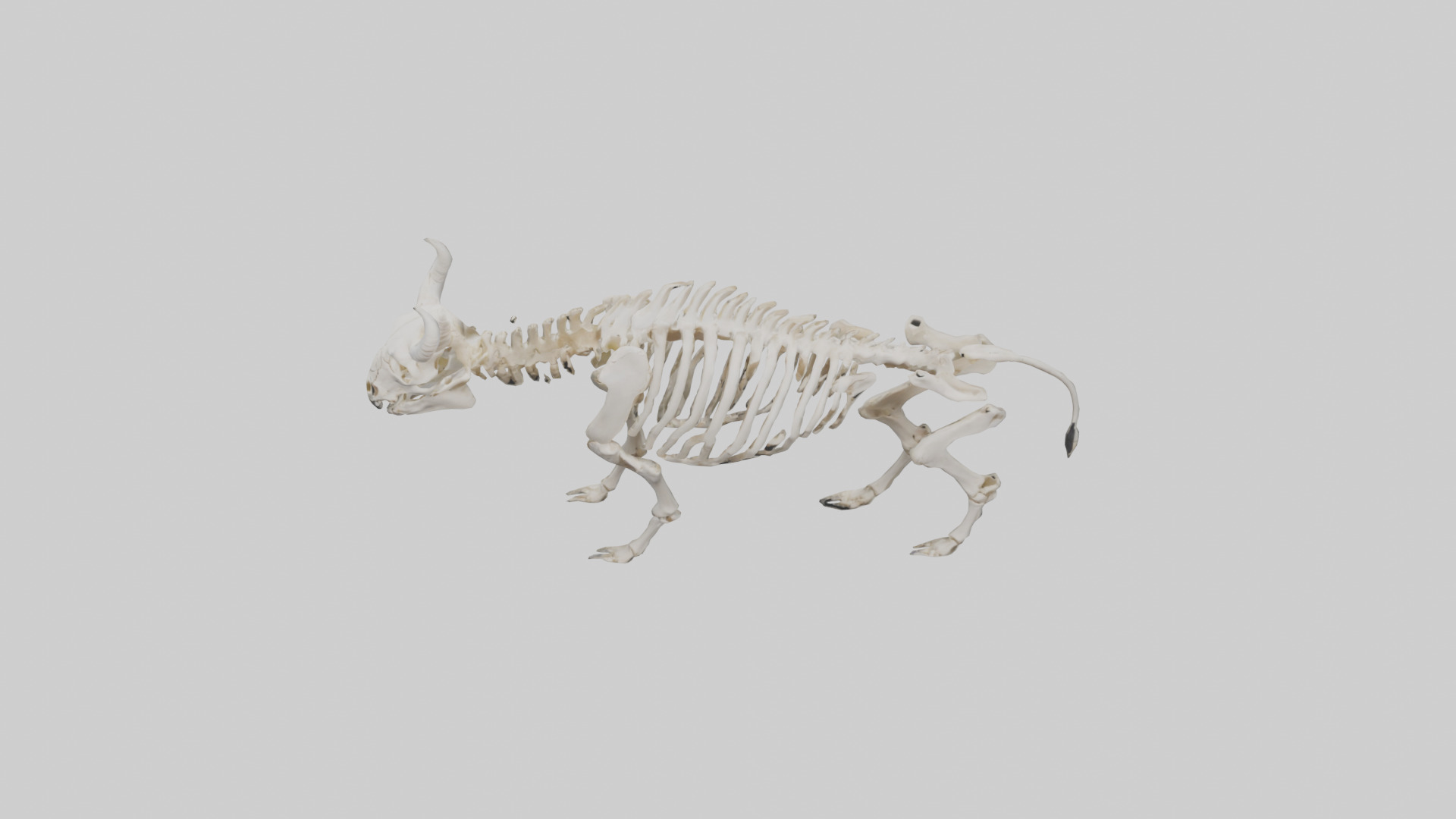 Bison Skeleton model 3D model_16
