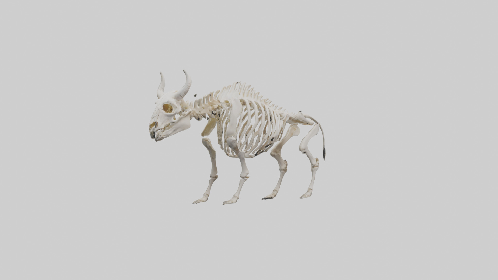 Bison Skeleton model 3D model_11