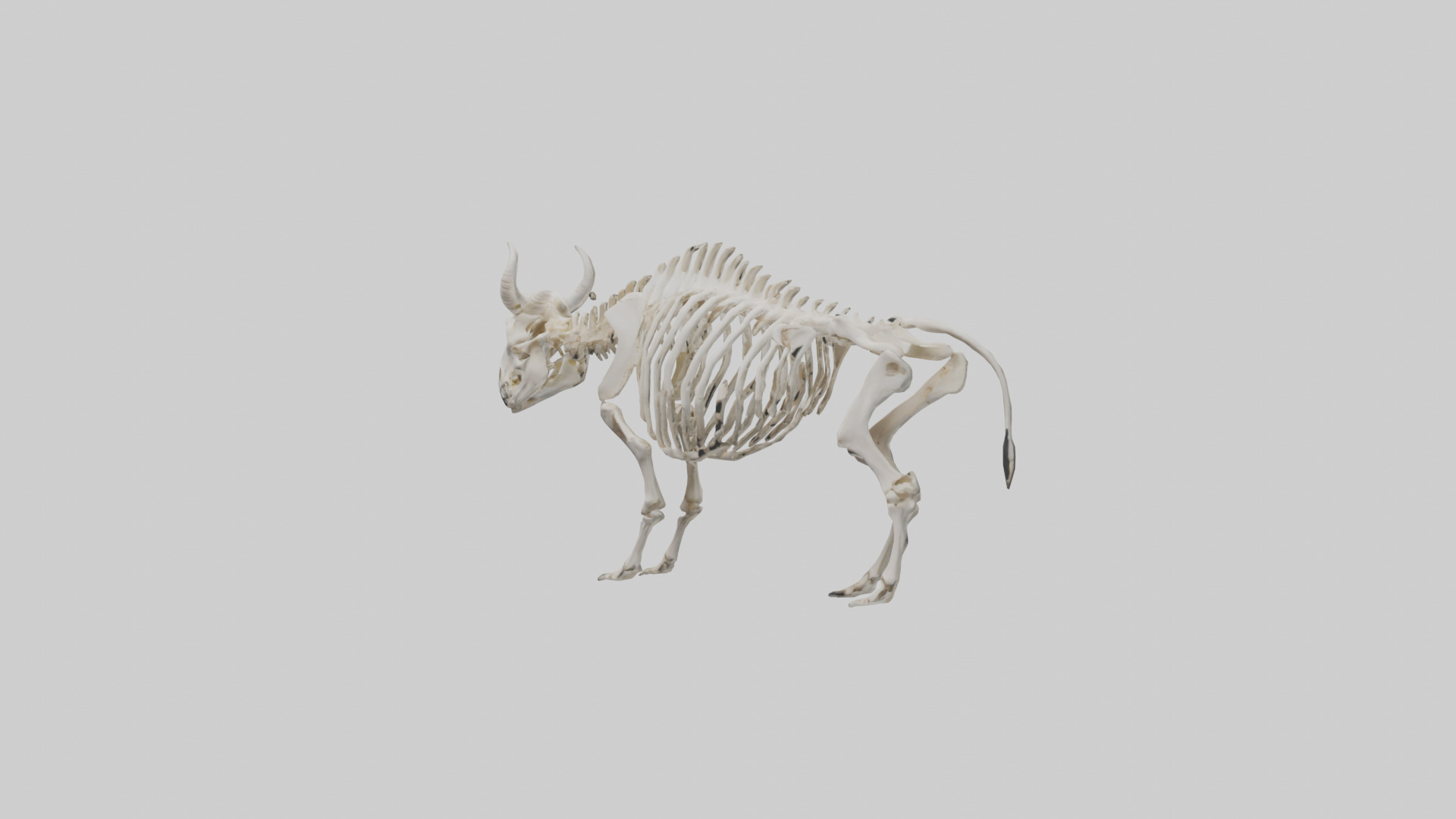 Bison Skeleton model 3D model_10