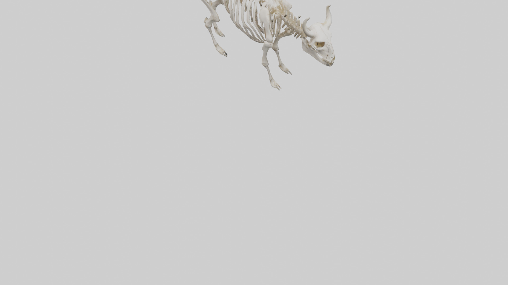 Bison Skeleton model 3D model_4