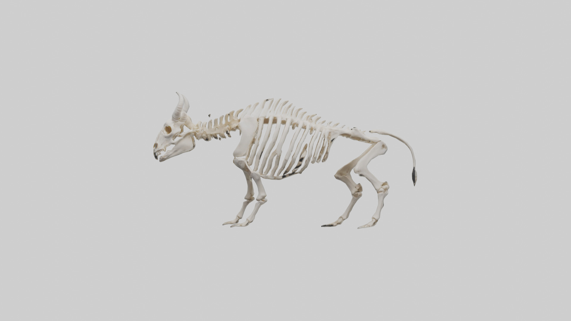 Bison Skeleton model 3D model_9