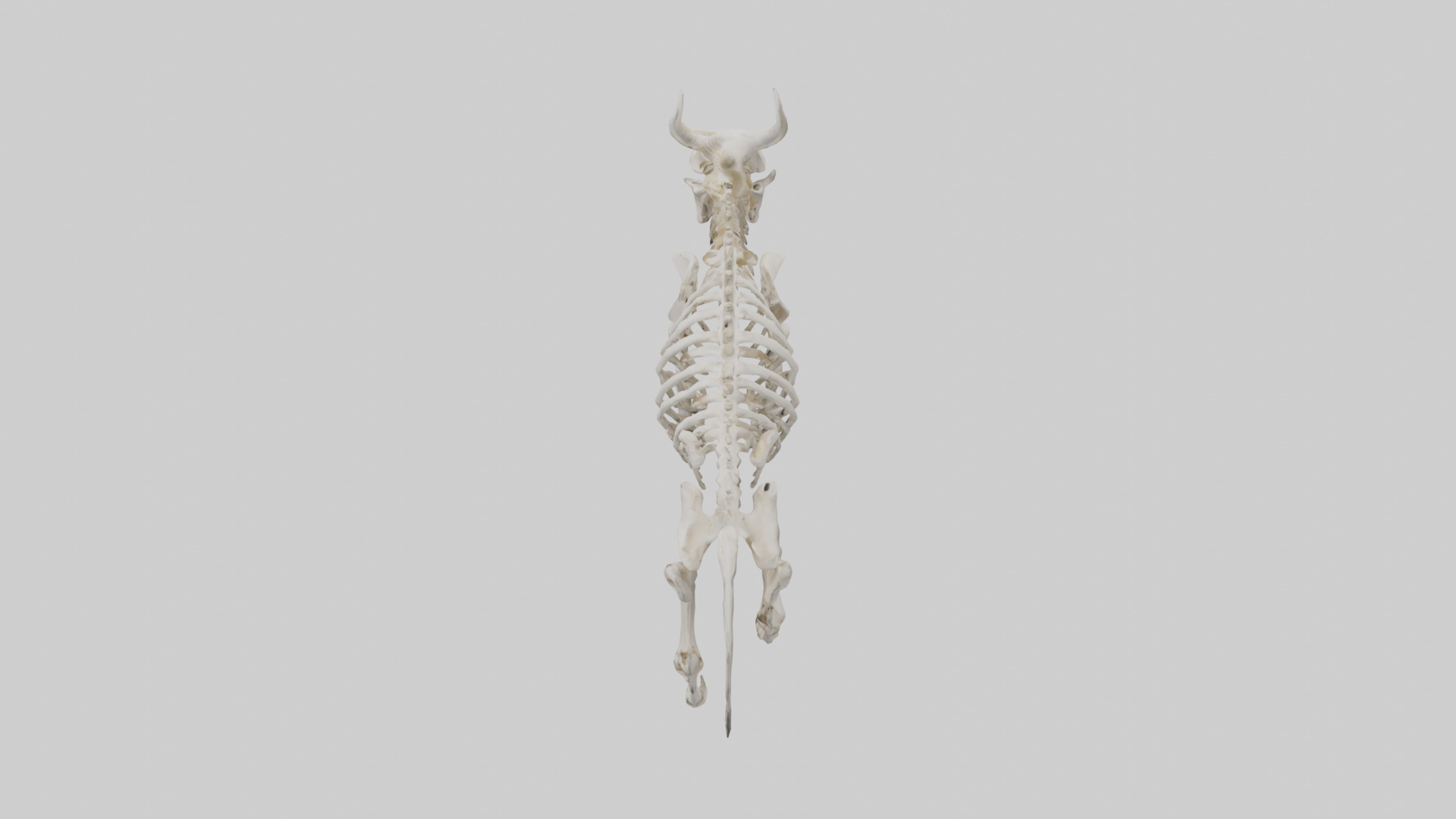 Bison Skeleton model 3D model_17