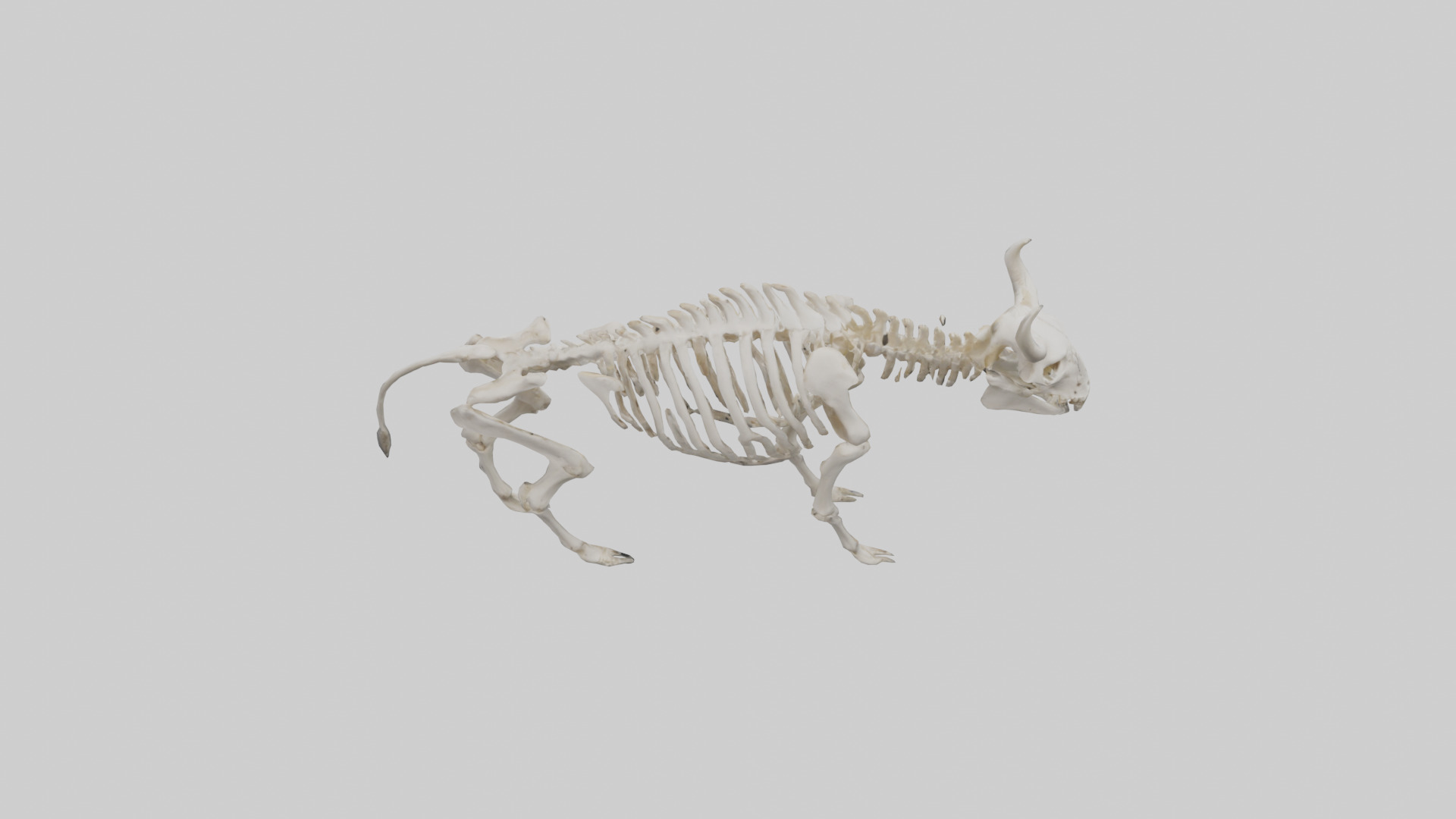 Bison Skeleton model 3D model_15
