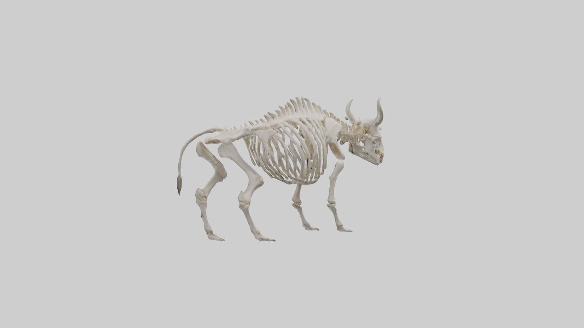 Bison Skeleton model 3D model_1
