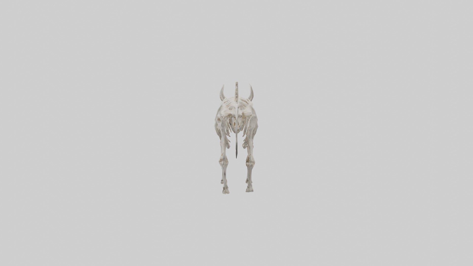 Bison Skeleton model 3D model_12