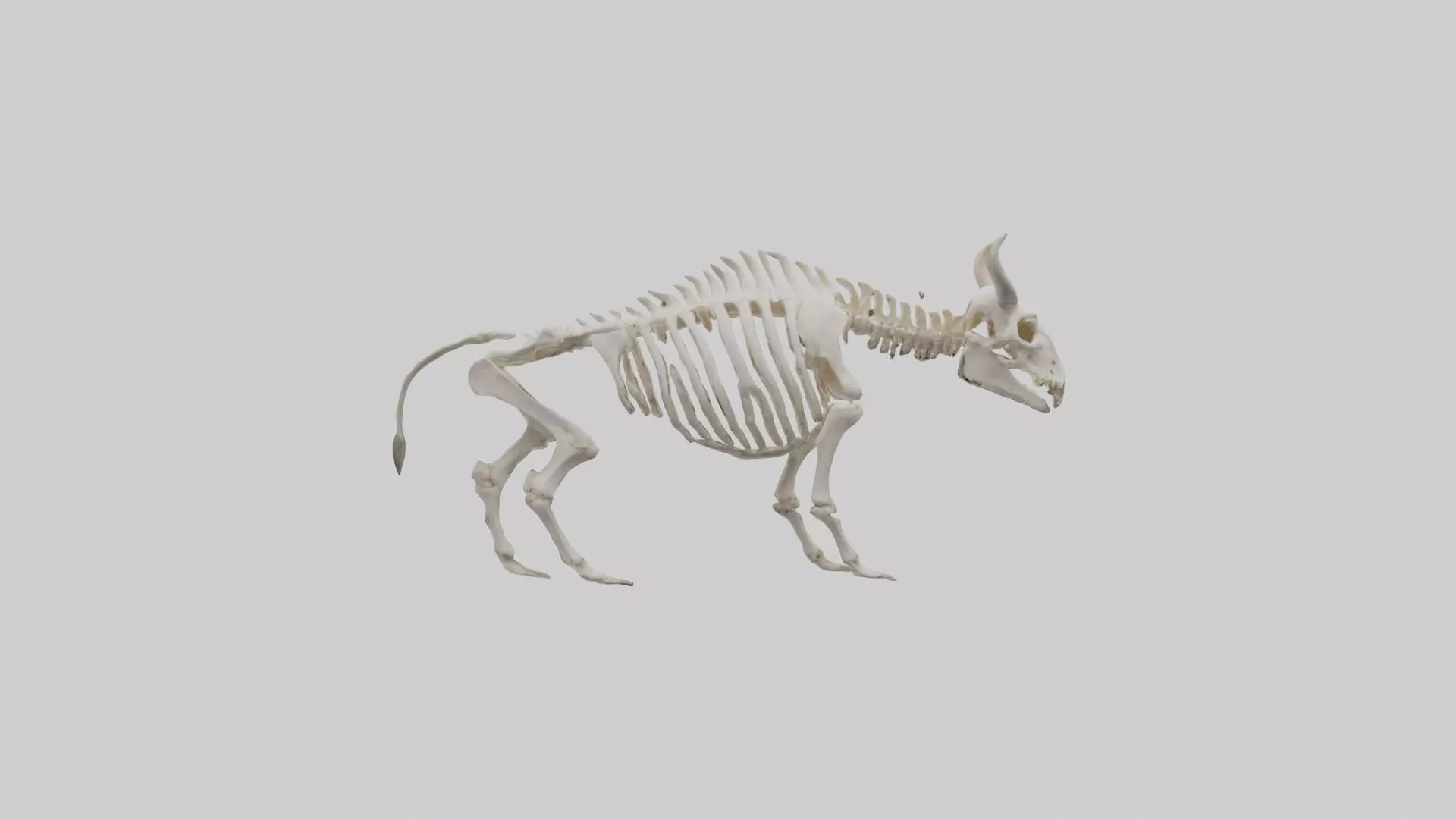Bison Skeleton model 3D model_0