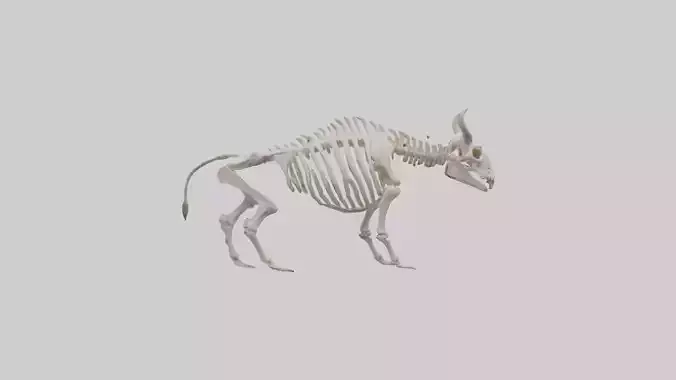 Bison Skeleton model