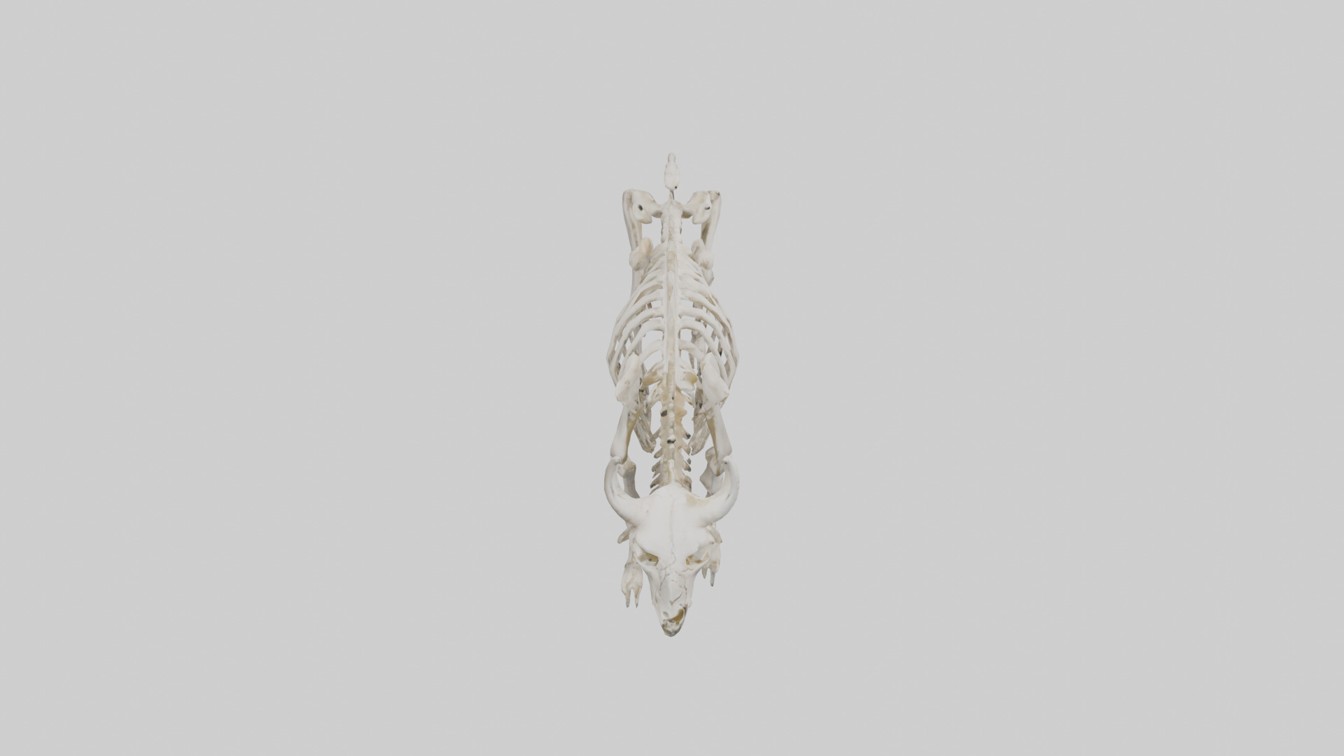 Bison Skeleton model 3D model_18