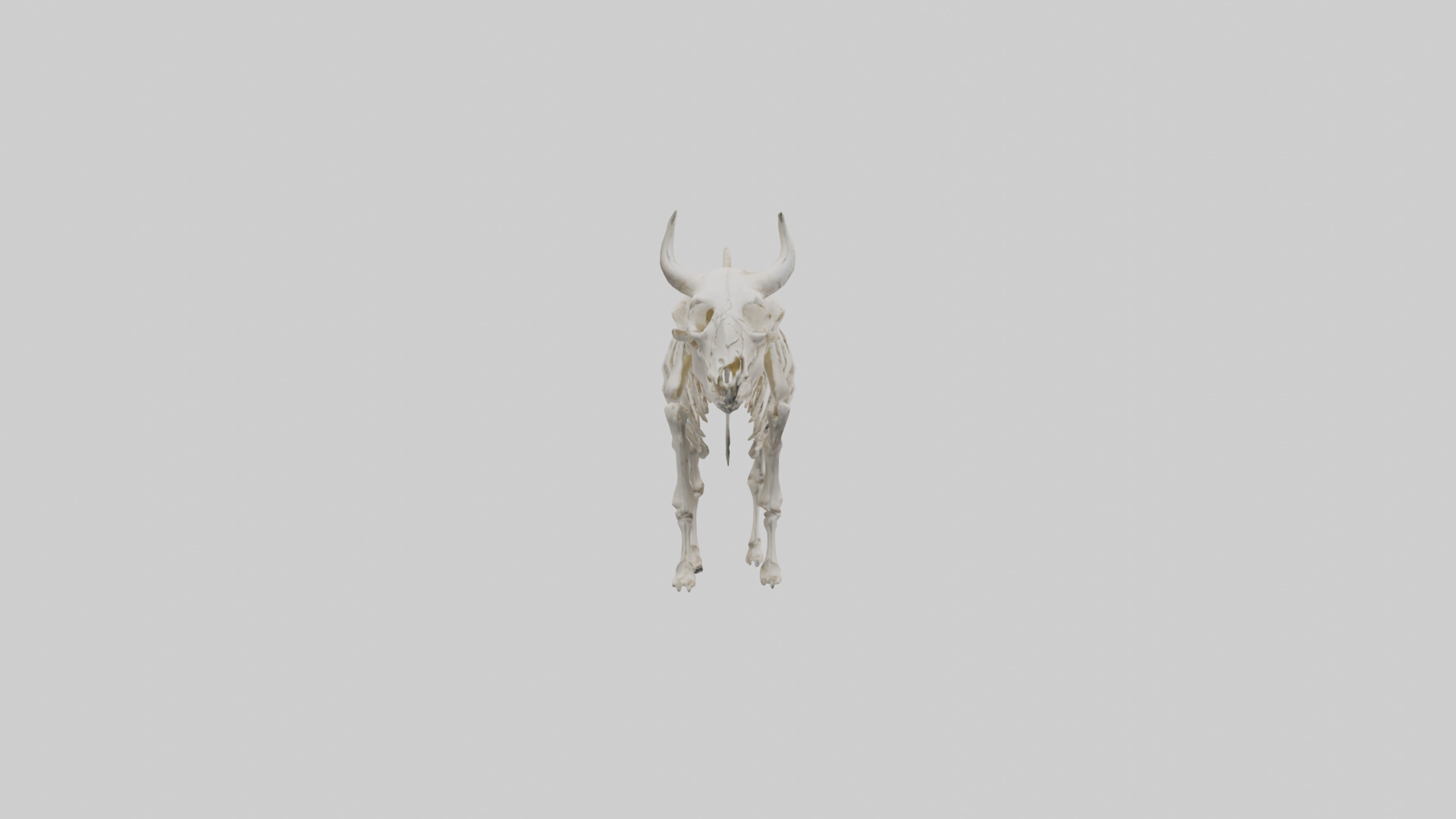 Bison Skeleton model 3D model_13