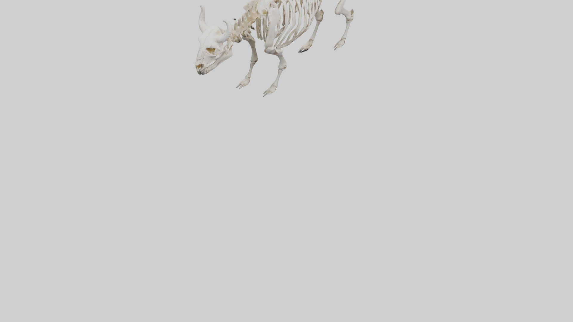 Bison Skeleton model 3D model_6