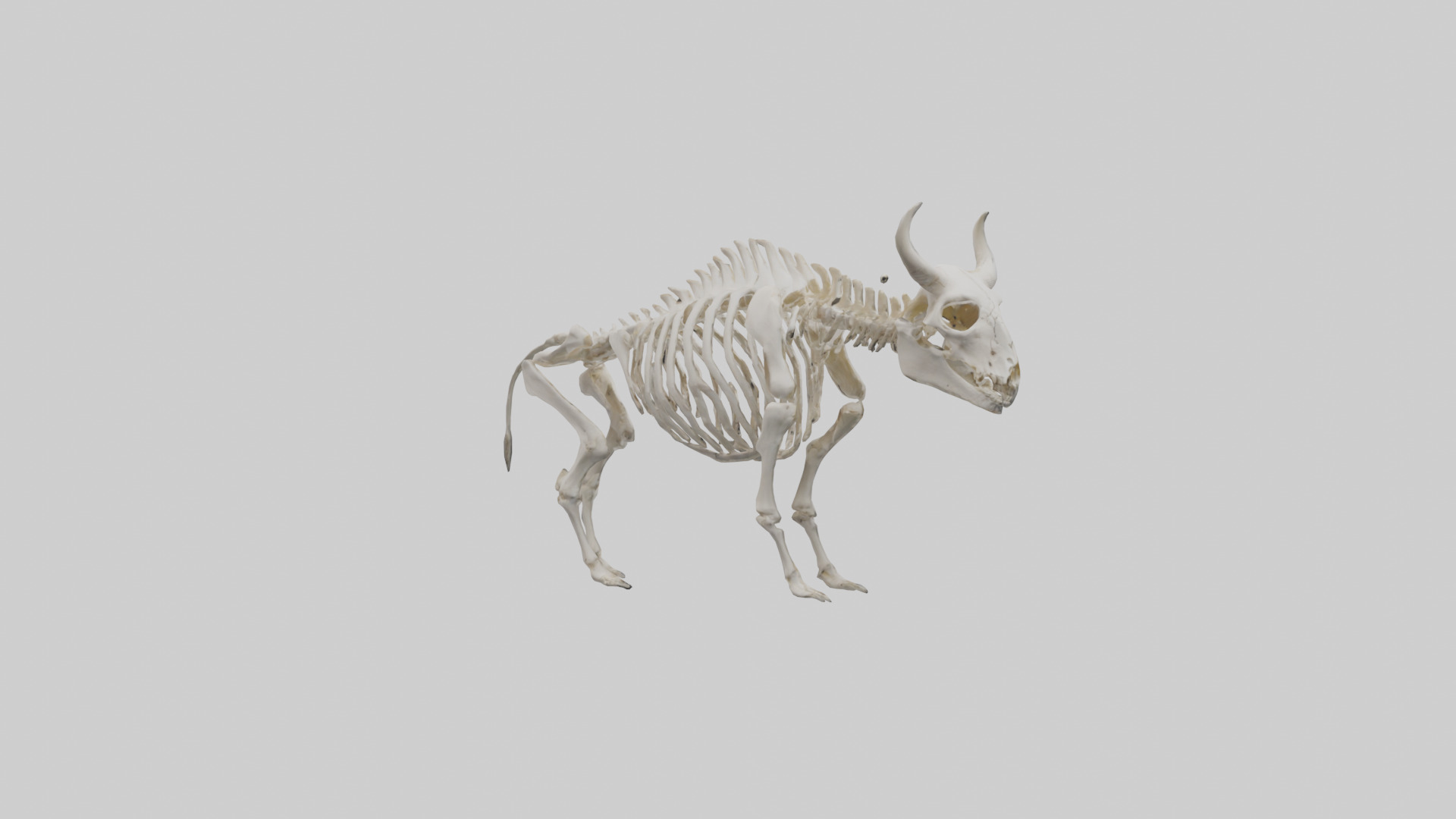 Bison Skeleton model 3D model_2