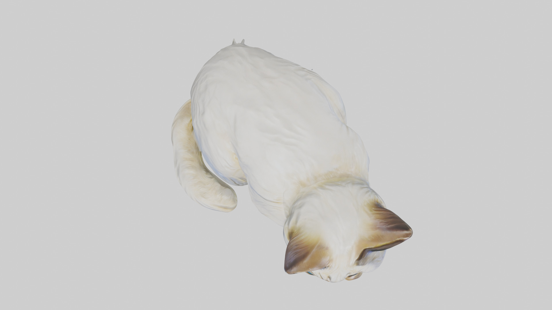Birman Cat statue model Low-poly 3D model_14
