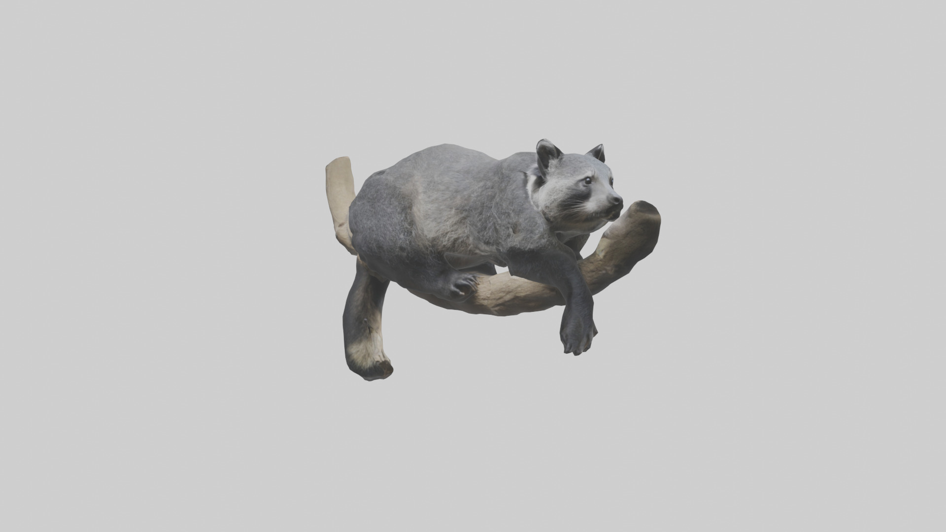 Binturong lounging model Low-poly 3D model_11