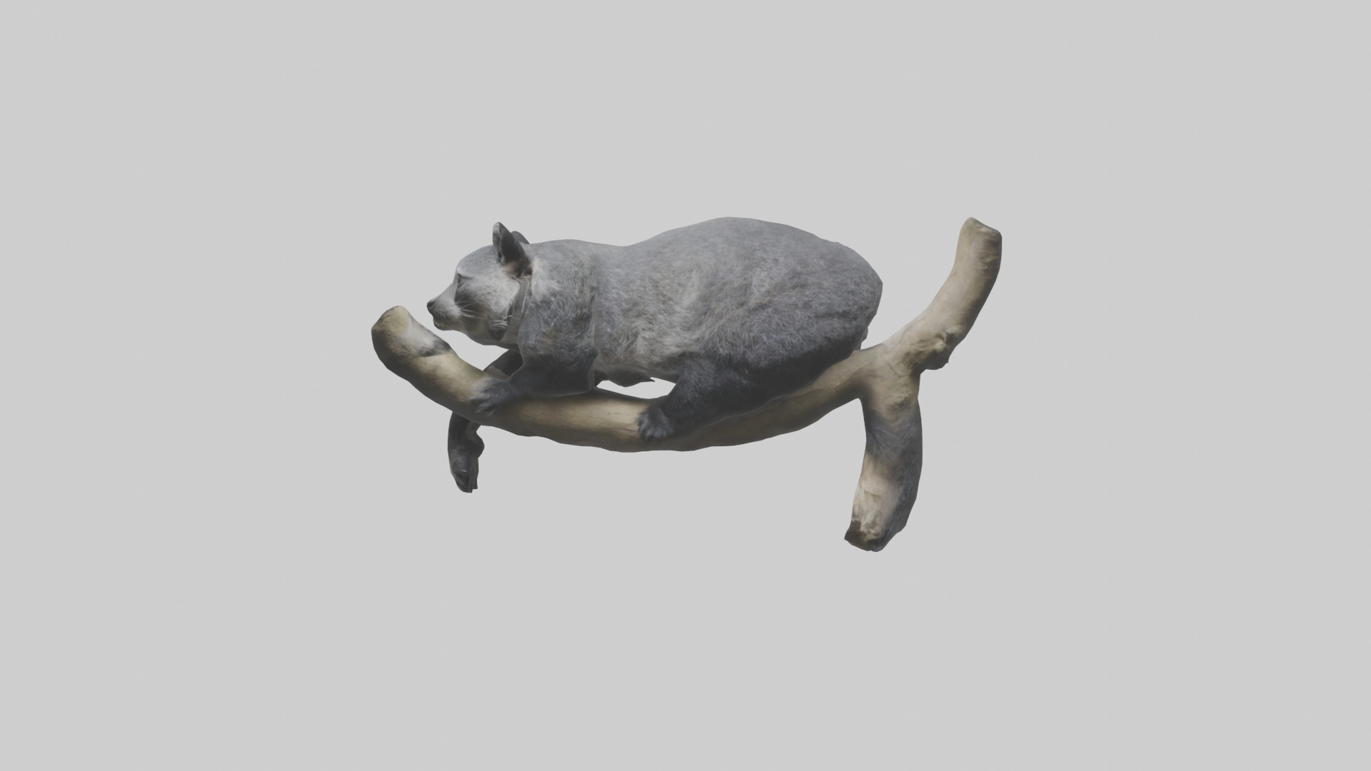 Binturong lounging model Low-poly 3D model_12