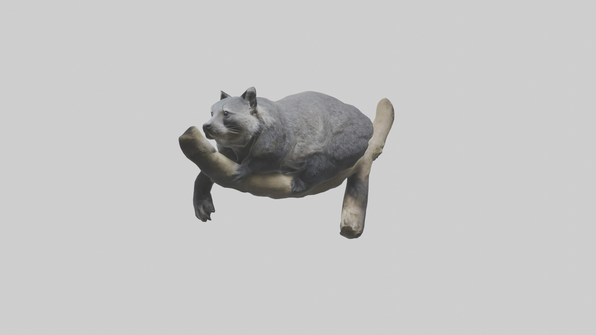 Binturong lounging model Low-poly 3D model_10