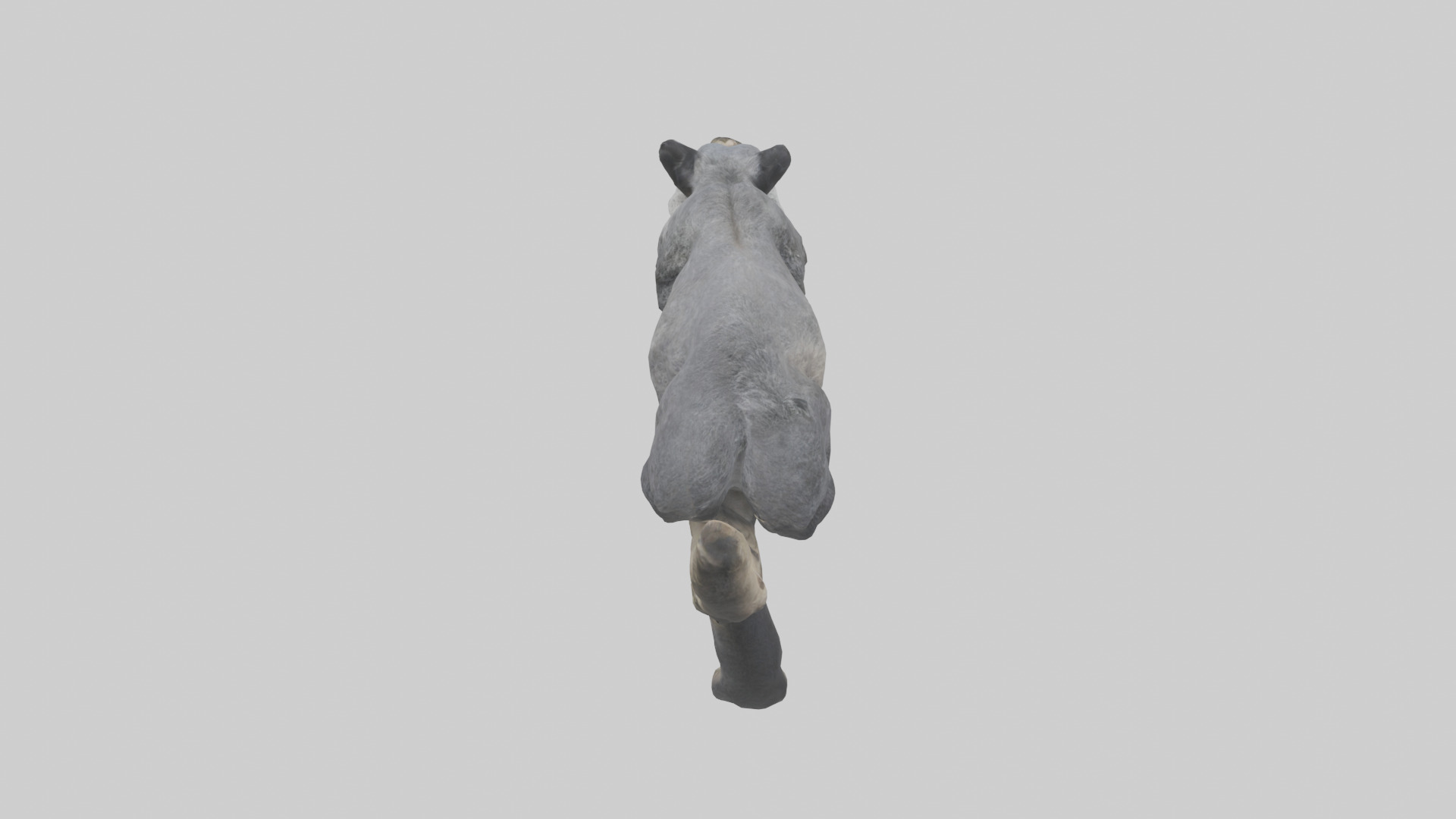 Binturong lounging model Low-poly 3D model_15