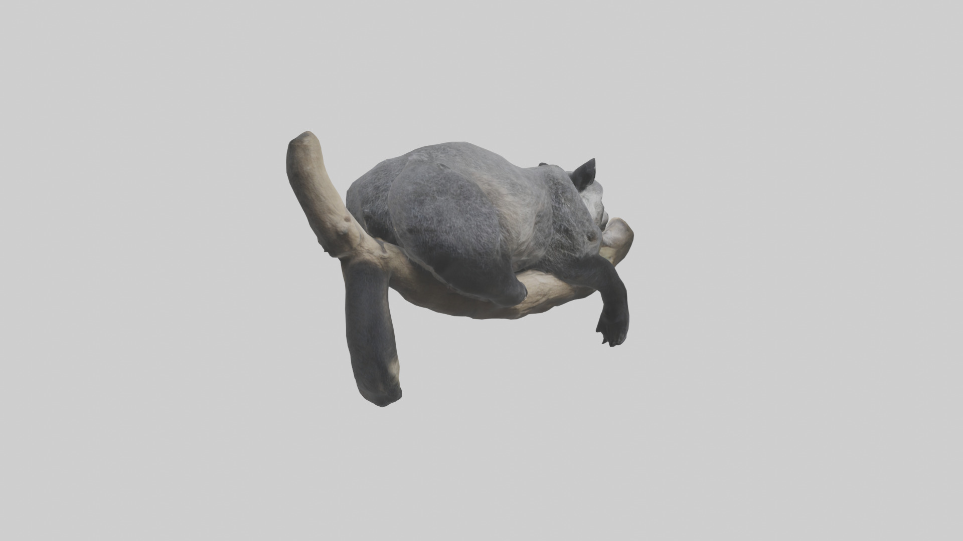Binturong lounging model Low-poly 3D model_2