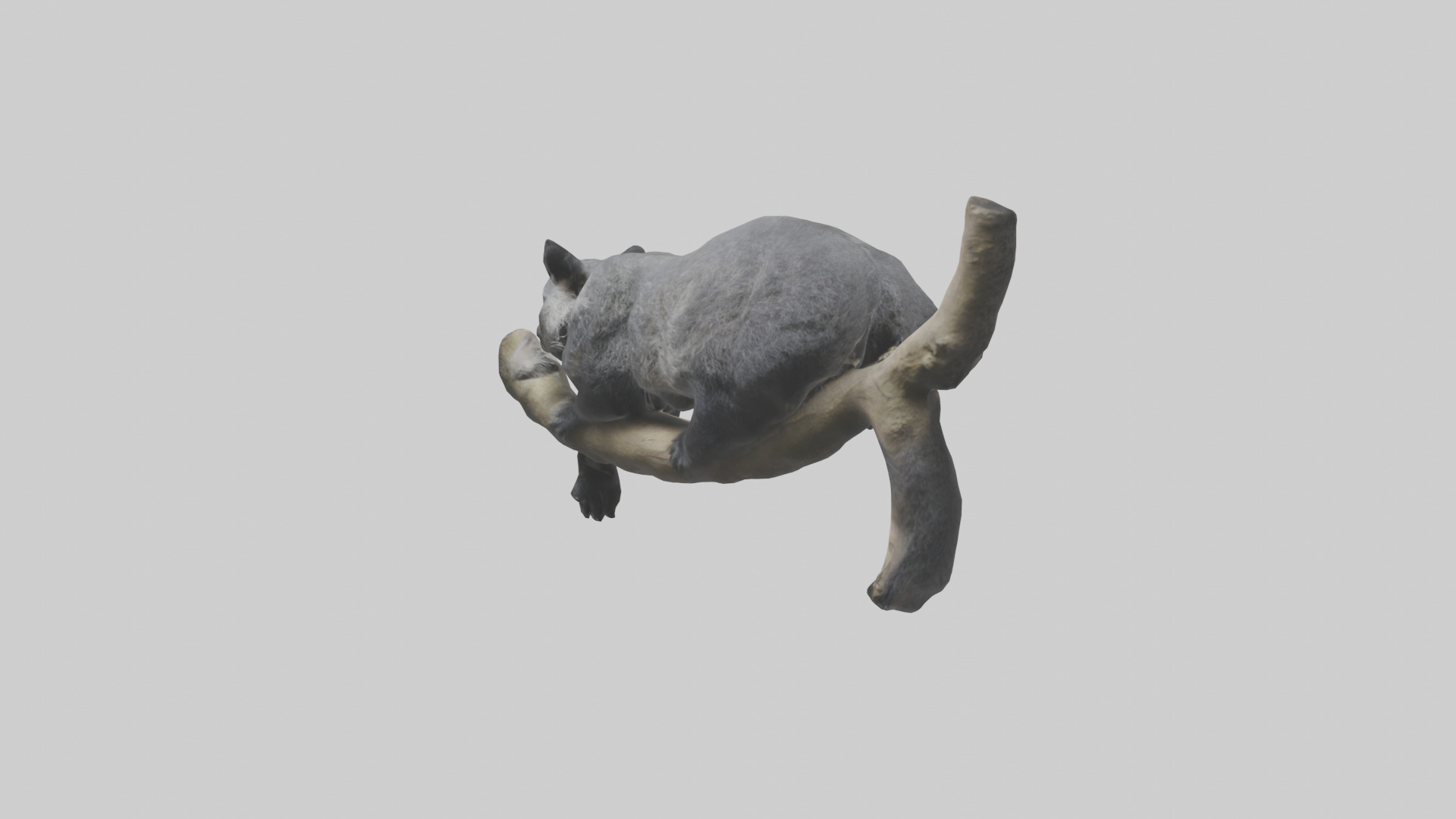 Binturong lounging model Low-poly 3D model_1