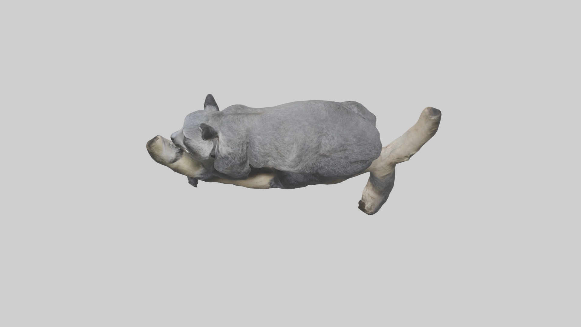 Binturong lounging model Low-poly 3D model_17