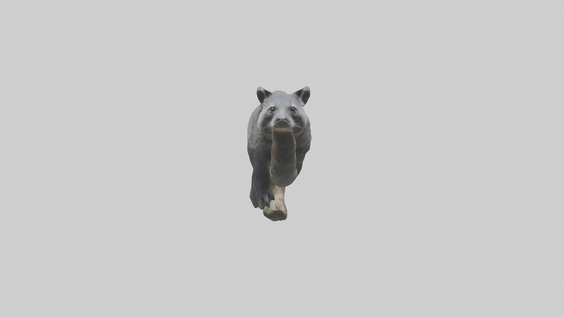Binturong lounging model Low-poly 3D model_9