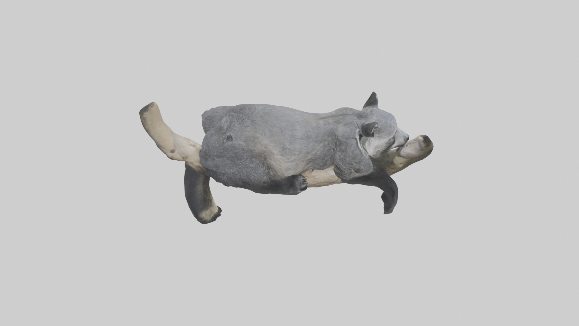 Binturong lounging model Low-poly 3D model_18
