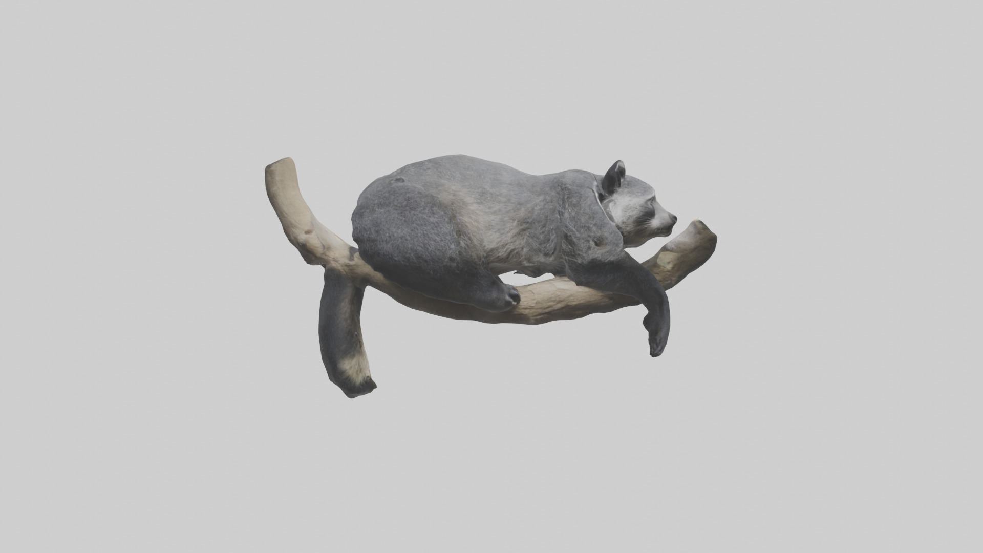Binturong lounging model Low-poly 3D model_13