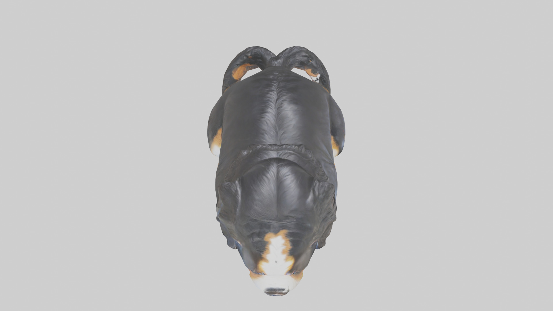 Bernese Mountain Dog statue model Low-poly 3D model_14