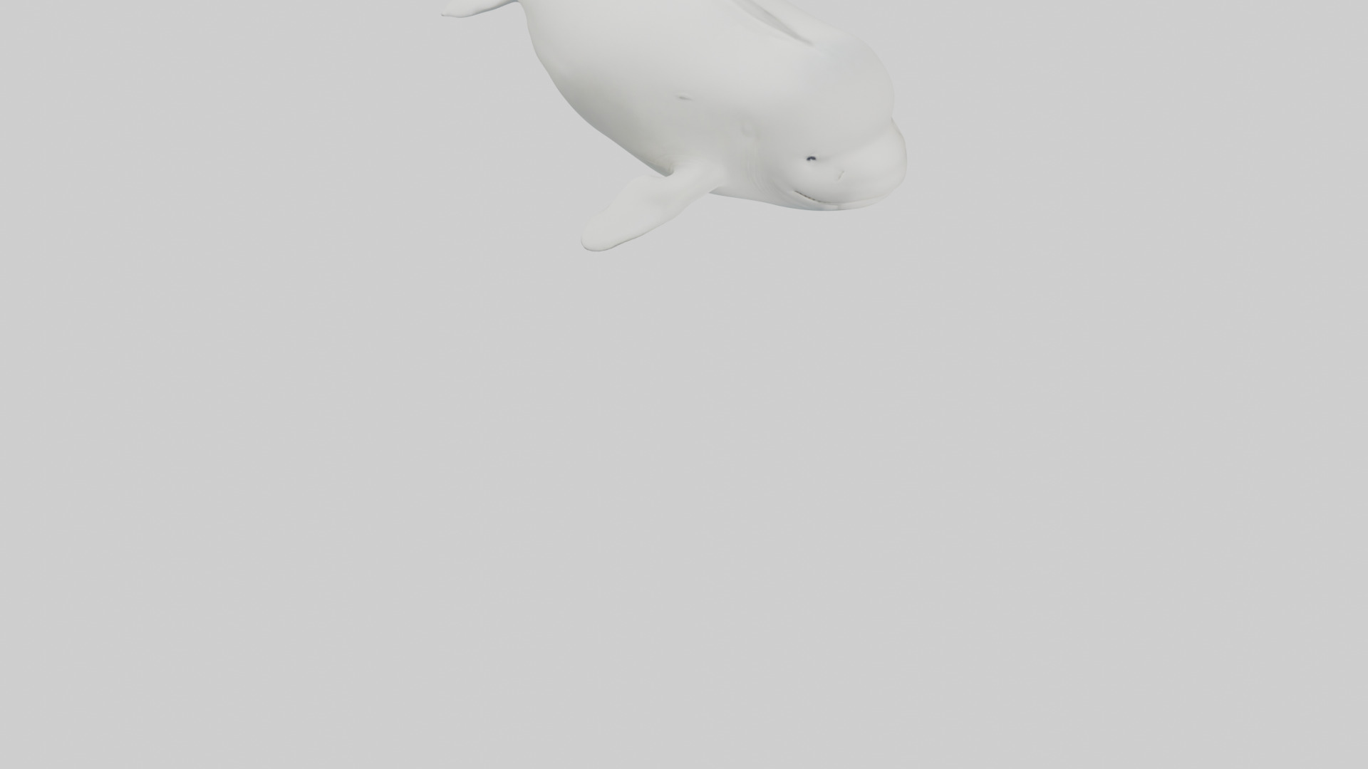 Beluga Whale swimming model Low-poly 3D model_6