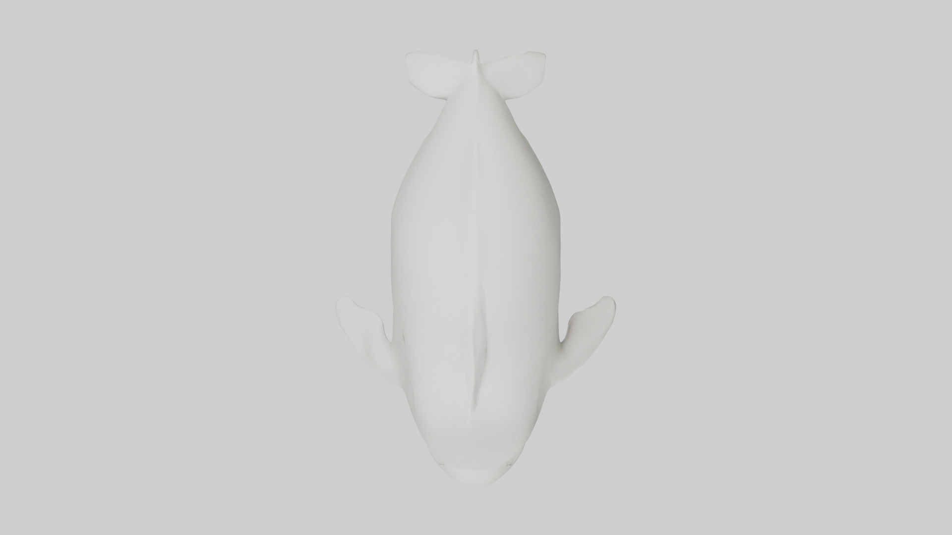 Beluga Whale swimming model Low-poly 3D model_14