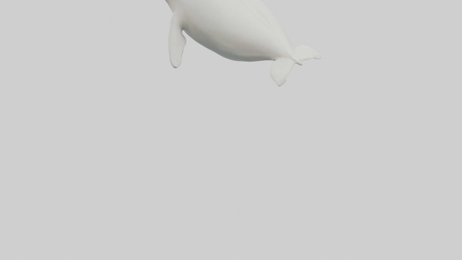 Beluga Whale swimming model Low-poly 3D model_3
