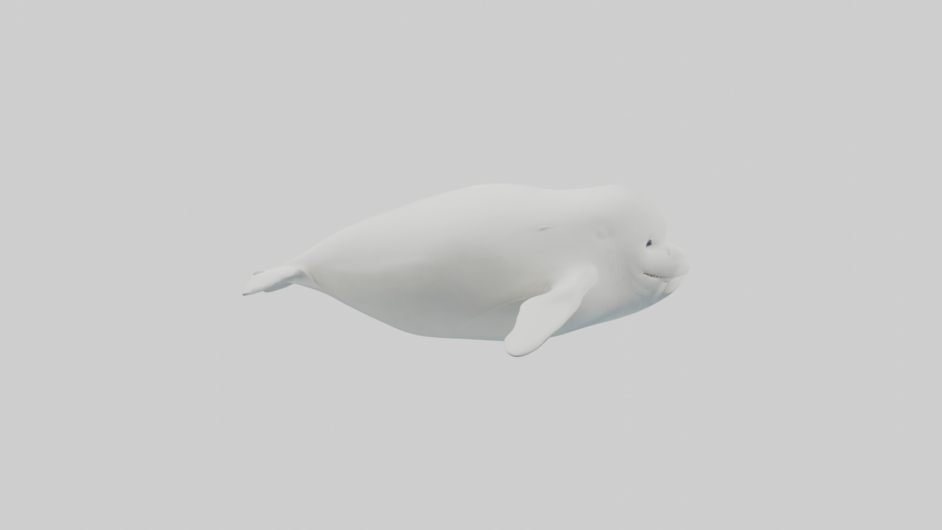 Beluga Whale swimming model Low-poly 3D model_13