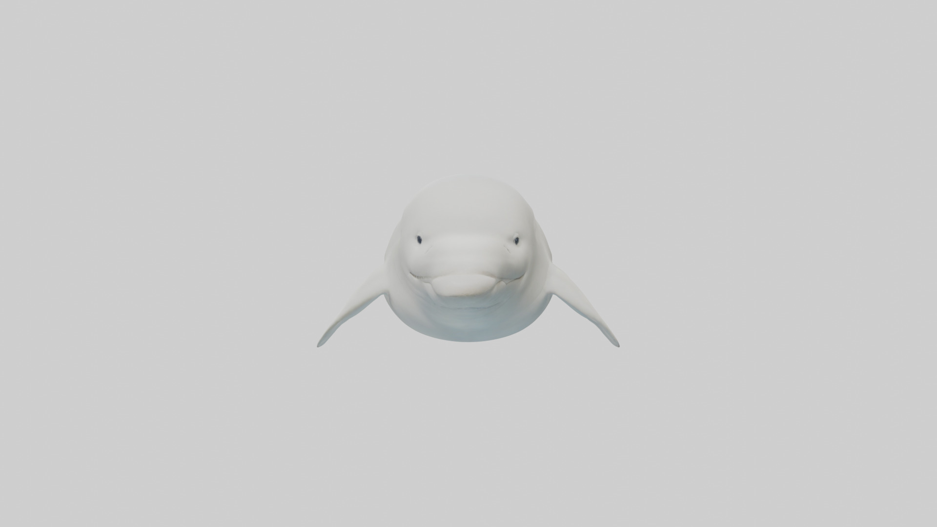 Beluga Whale swimming model Low-poly 3D model_9