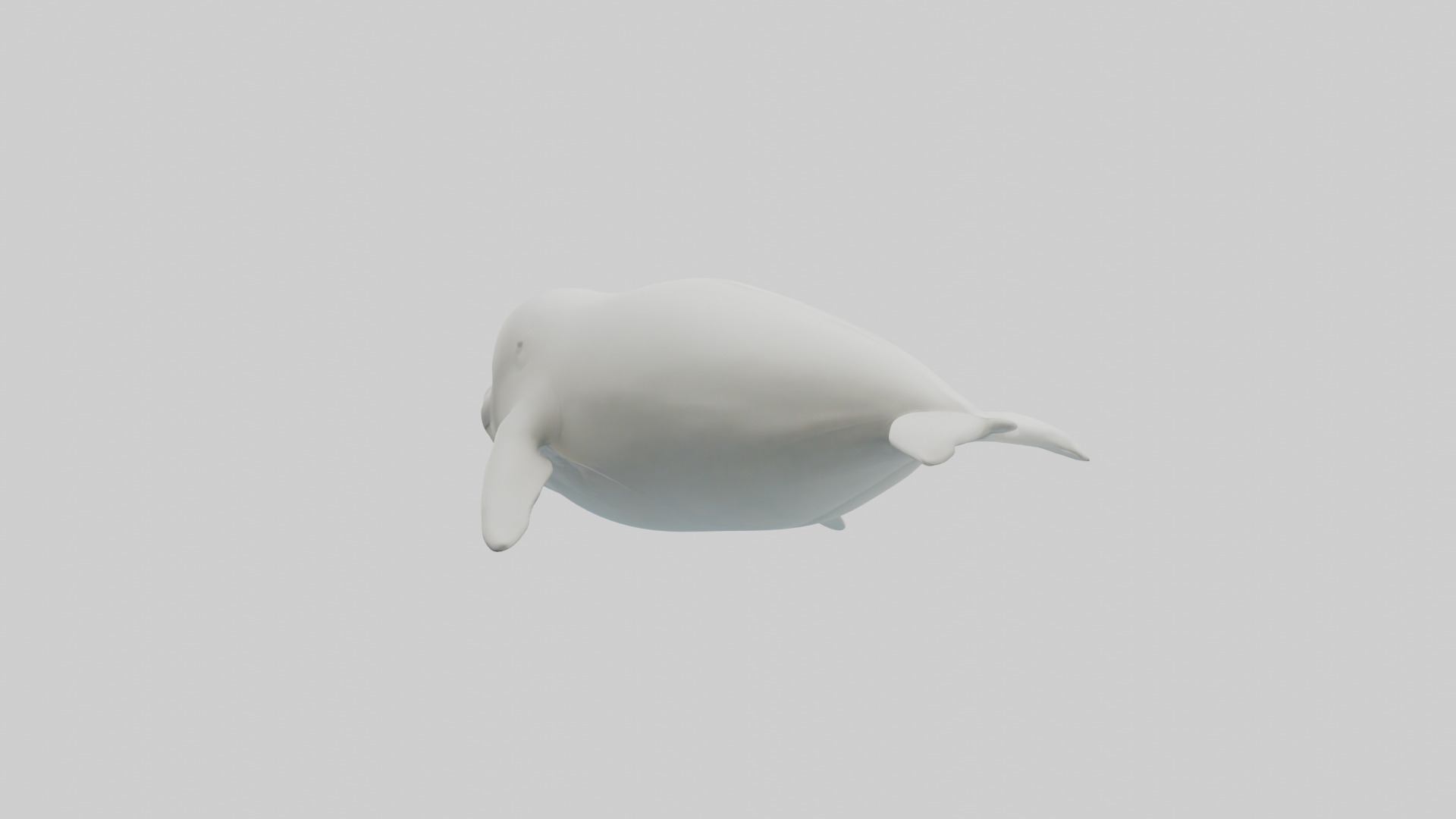 Beluga Whale swimming model Low-poly 3D model_1