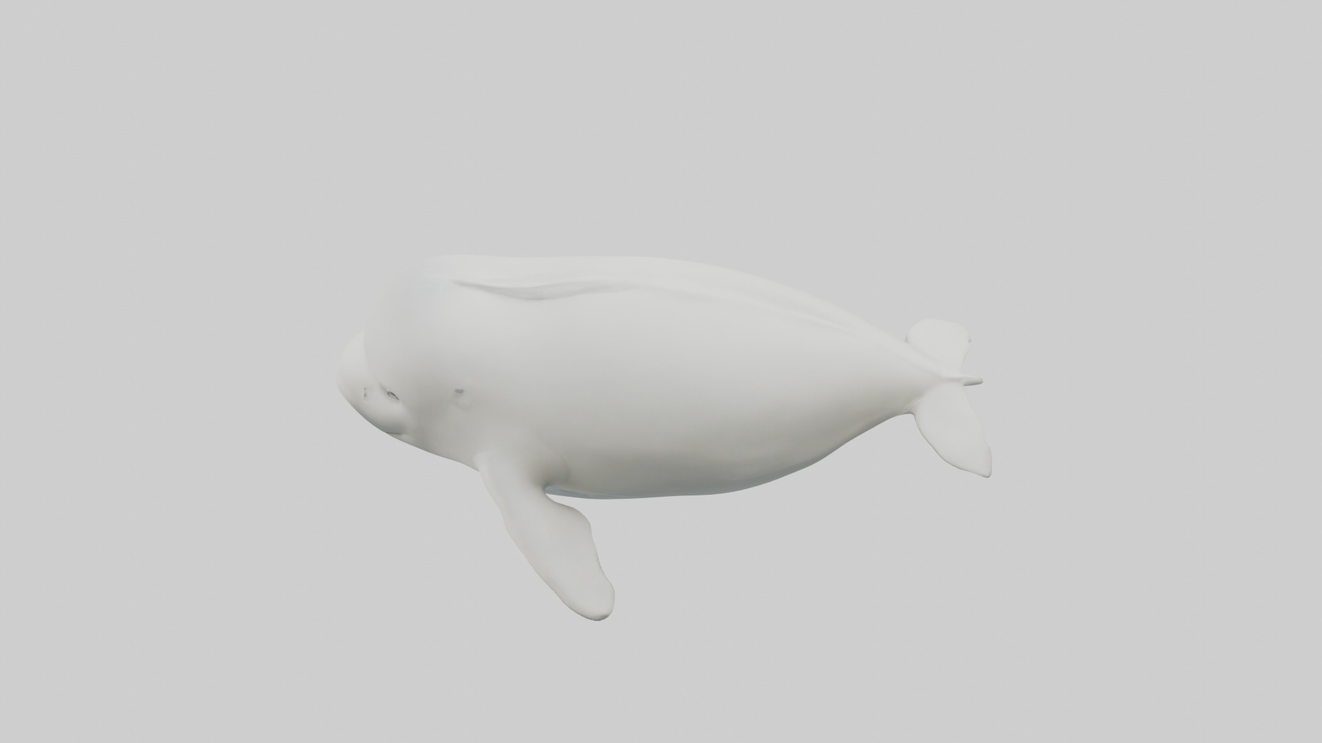 Beluga Whale swimming model Low-poly 3D model_17