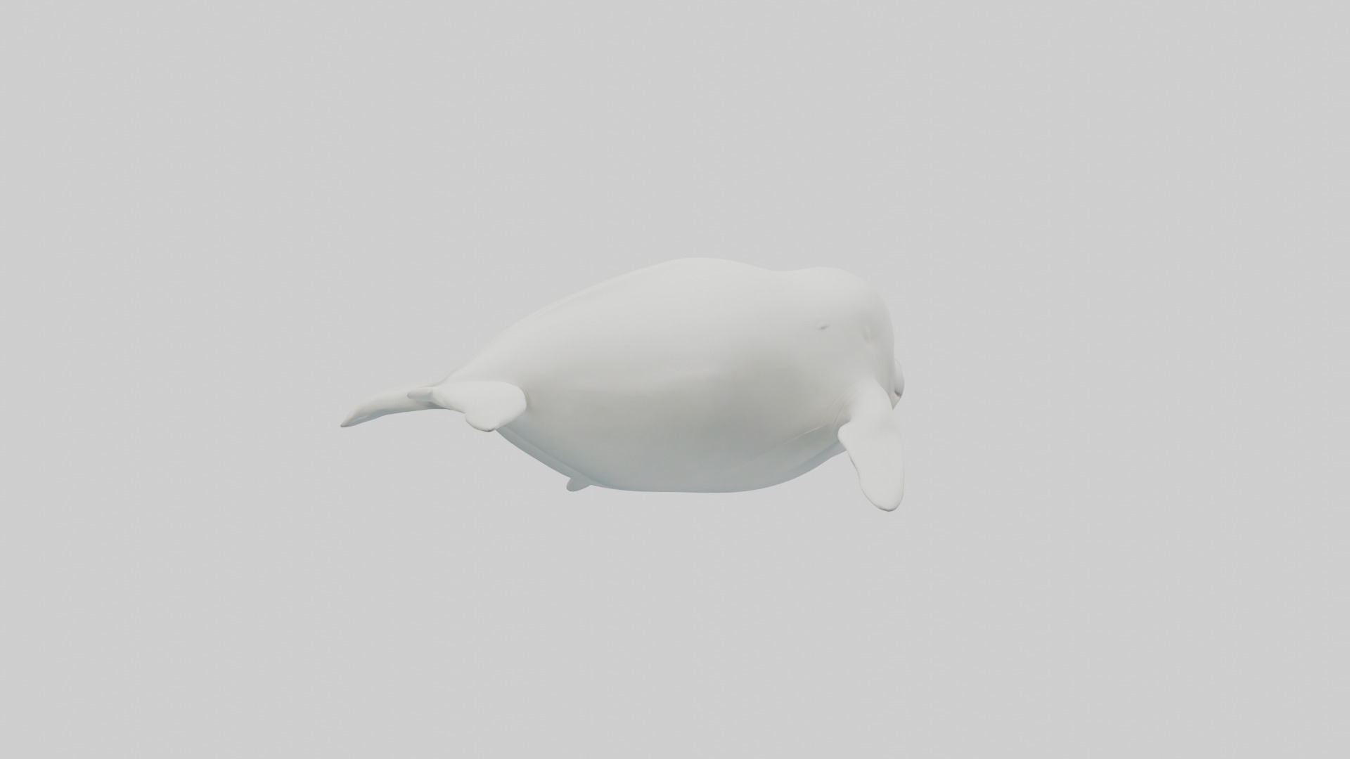 Beluga Whale swimming model Low-poly 3D model_2