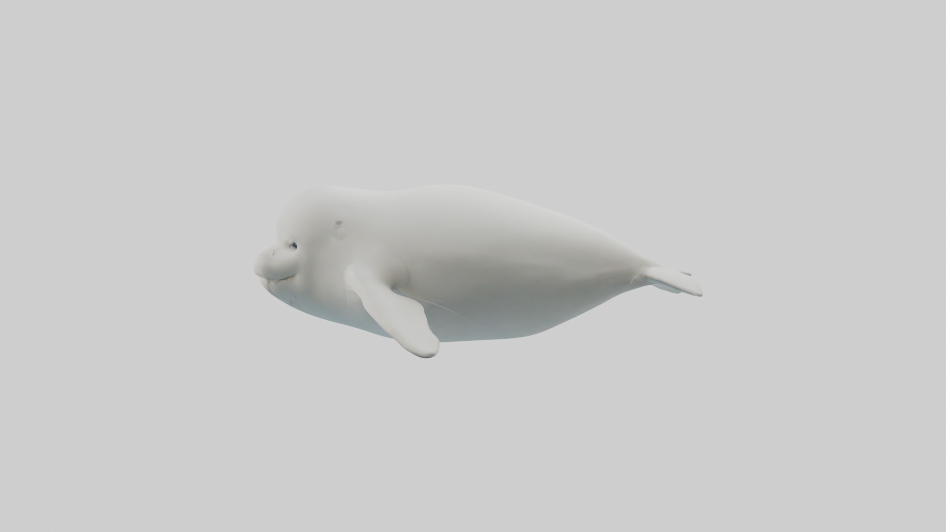 Beluga Whale swimming model Low-poly 3D model_12