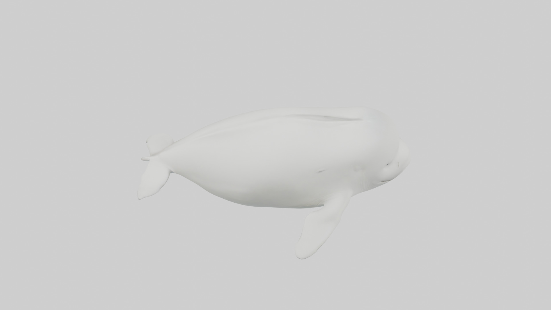 Beluga Whale swimming model Low-poly 3D model_18