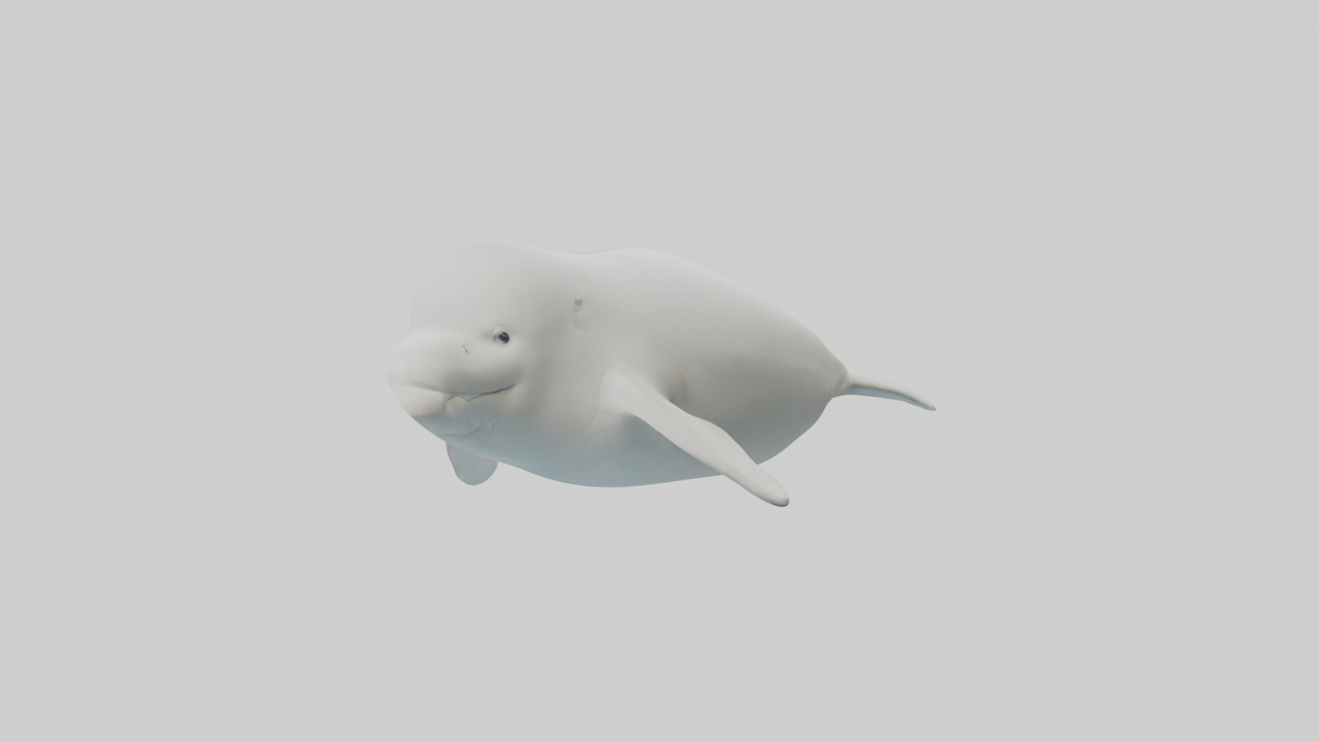 Beluga Whale swimming model Low-poly 3D model_10