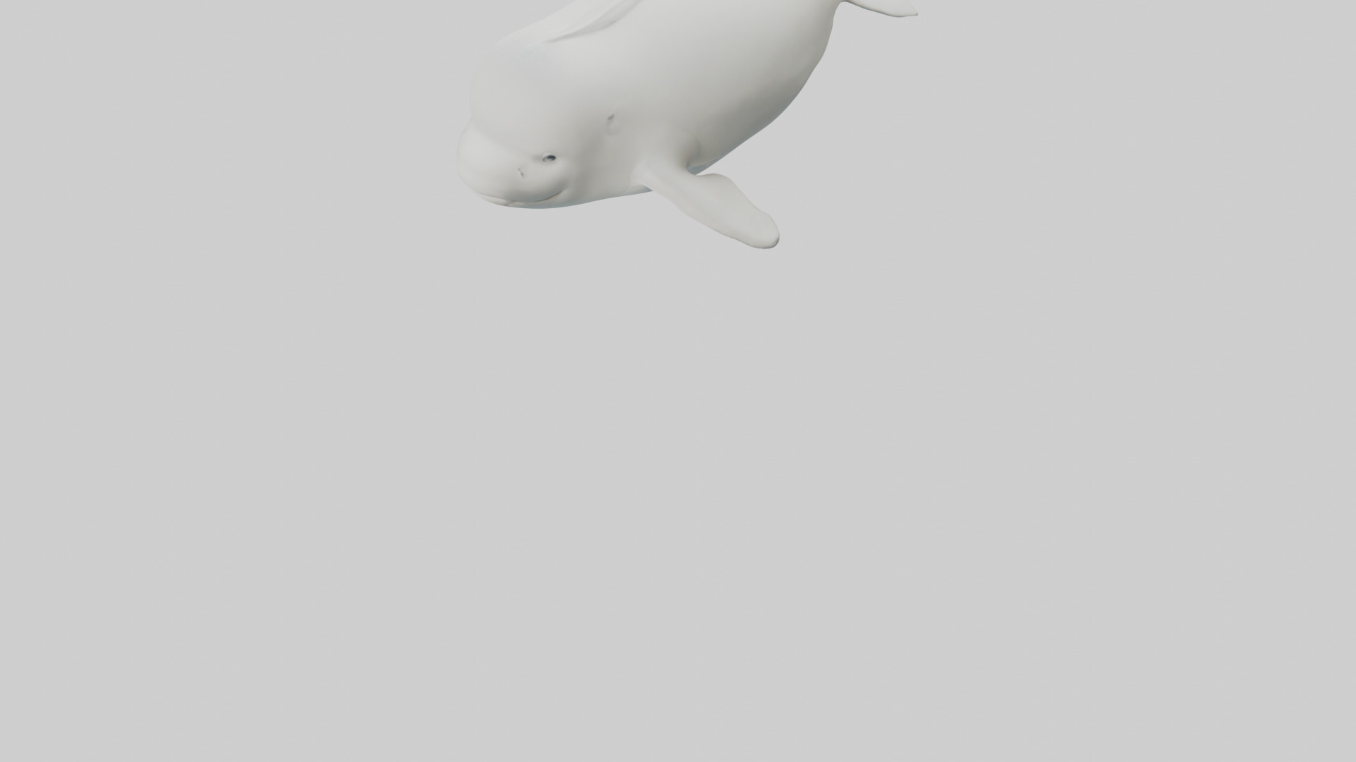 Beluga Whale swimming model Low-poly 3D model_5